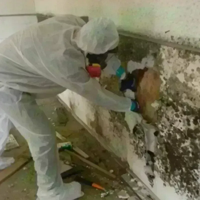 Mold Remediation and Removal in Glasco, NY